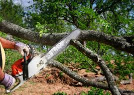 Best Lot and Land Clearing  in Carlinvle, IL